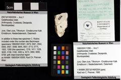 Foto (Objket + Etiketten) von Galatheoidea indet. 